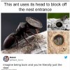 Hordor.jpg