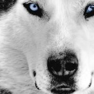 CasT Wolf