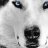 CasT Wolf